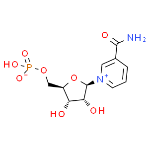 β-煙酰胺單核苷酸；NMN